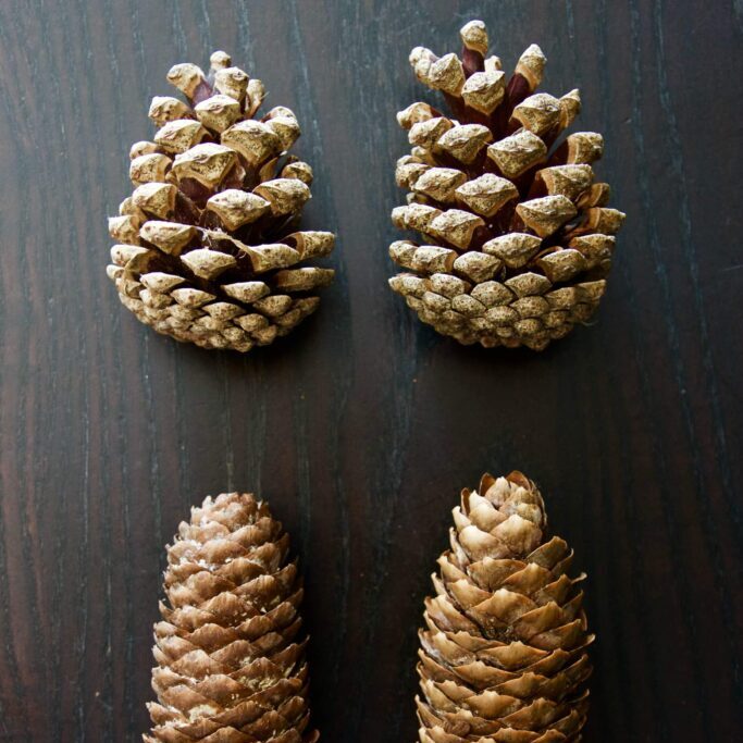 Pinecone Science